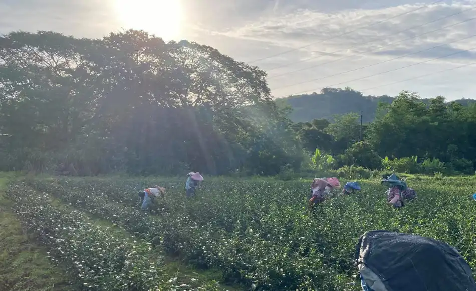 低碳茶業實踐 低碳茶業實踐