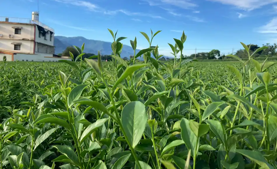 臺灣茶產業升級 臺灣茶產業升級