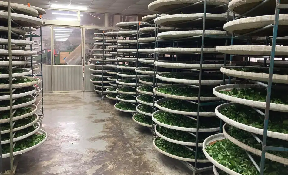 茶毅思~堅持種出好茶的毅力 茶毅思~堅持種出好茶的毅力