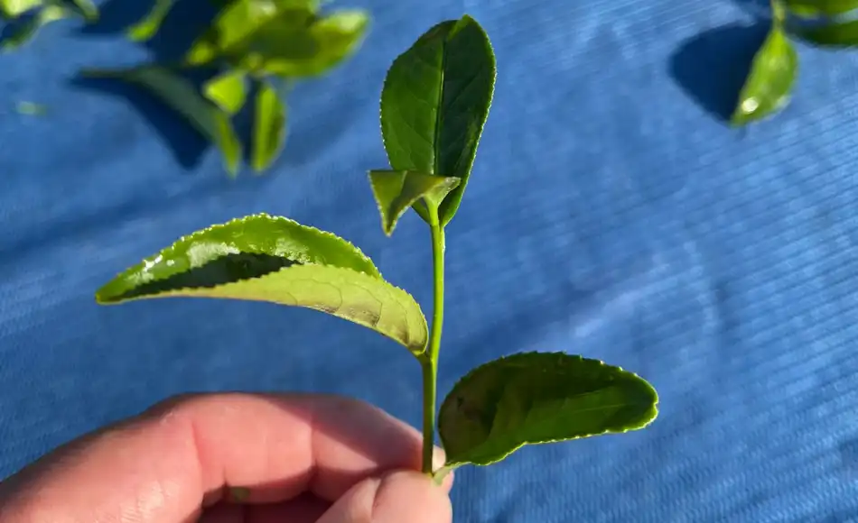 李冠毅：茶毅思創始人 ｜ 第七屆百大青農 ｜ 李順茶工廠第四代傳人