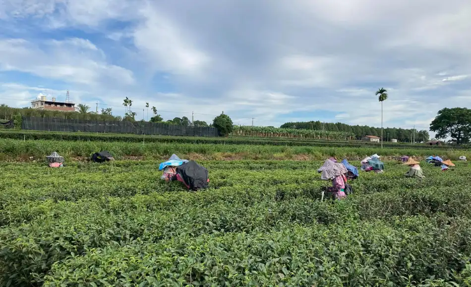 竹山好茶標章 竹山好茶標章
