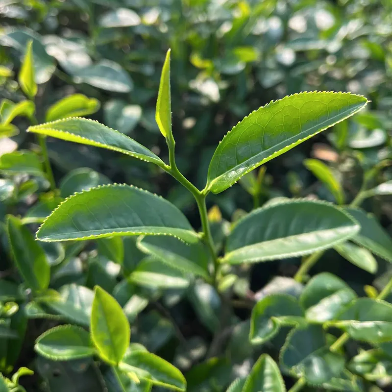 茶毅思 茶毅思