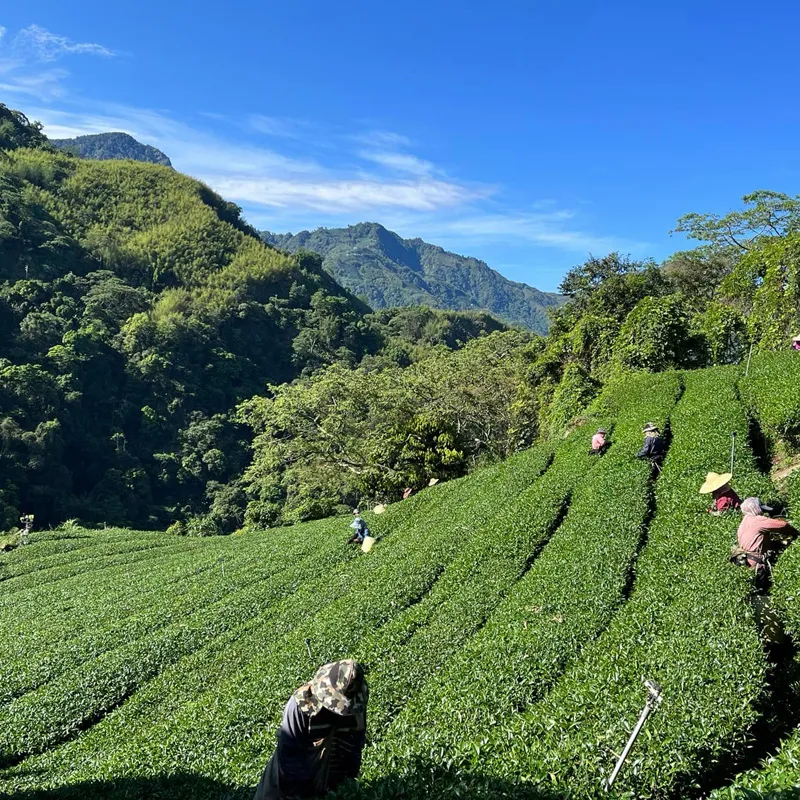茶毅思台灣精選好茶 茶毅思台灣精選好茶